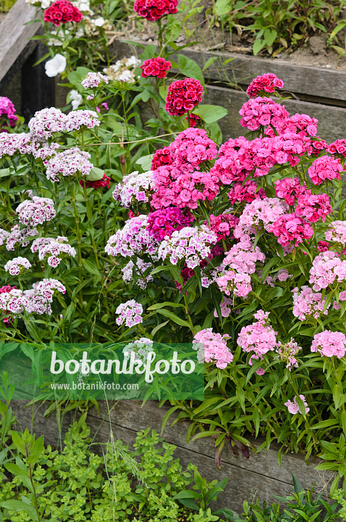 521338 - Œillet de poète (Dianthus barbatus)