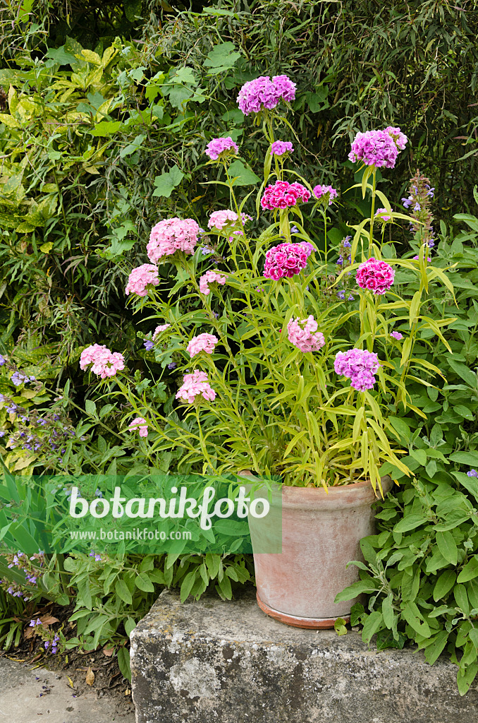 521357 - Œillet de poète (Dianthus barbatus)