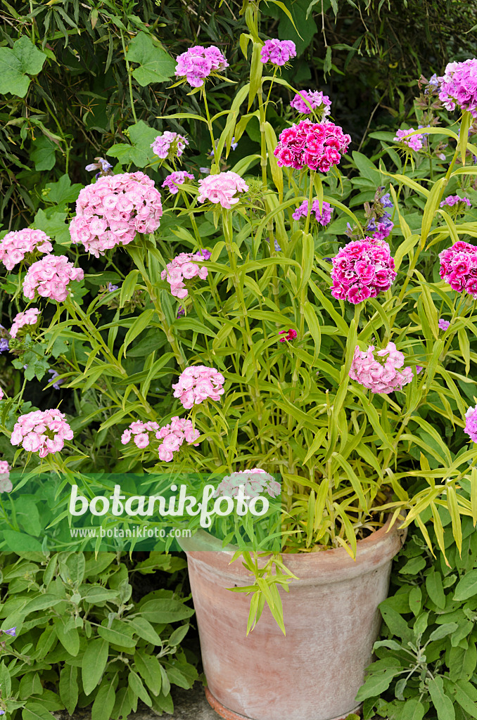 521358 - Œillet de poète (Dianthus barbatus)