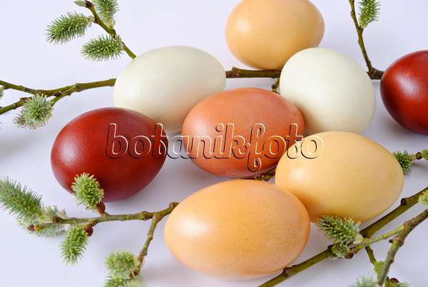 479067 - Œufs de Pâques colorés avec des épinards et des pelures d'oignon à côté d'une branche de saule
