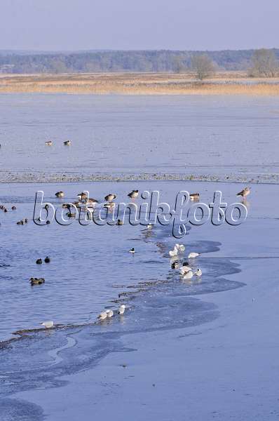 578009 - Oies cendrées (Anser anser), canards (Anas) et goélands (Larus) sur une prairie humide immergée et glacée, parc national de la vallée de la Basse-Oder, Allemagne