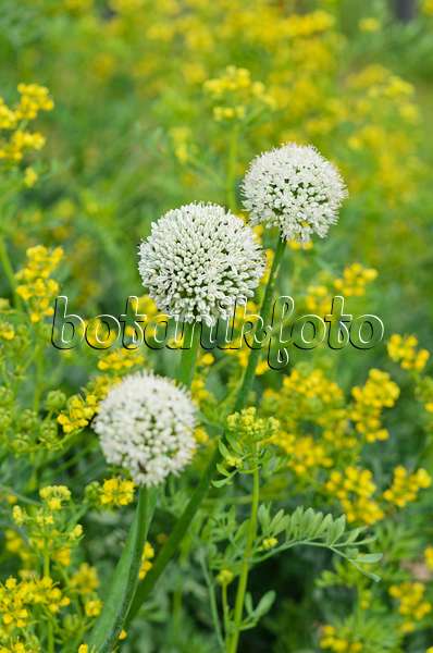 534226 - Oignon (Allium cepa) et rue des jardins (Ruta graveolens)