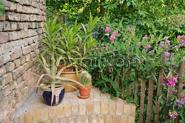 473269 - Oleander (Nerium oleander), aloe (Aloe) and everlasting pea (Lathyrus latifolius) in a backyard garden