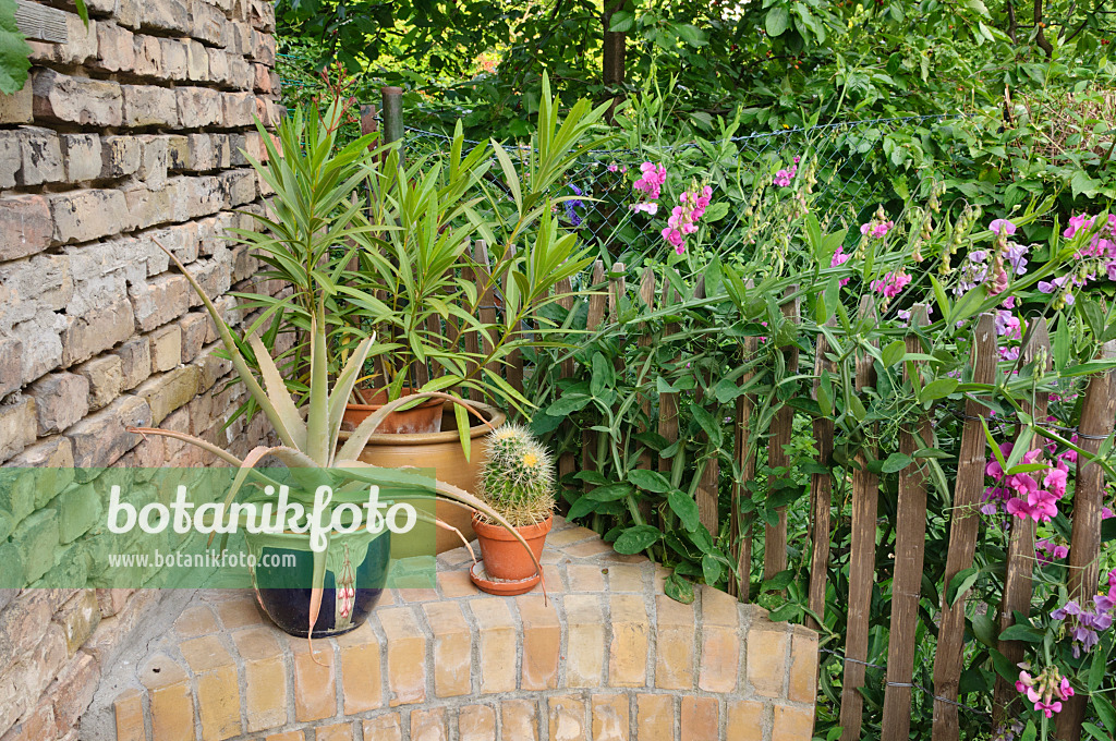 473269 - Oleander (Nerium oleander), aloe (Aloe) and everlasting pea (Lathyrus latifolius) in a backyard garden