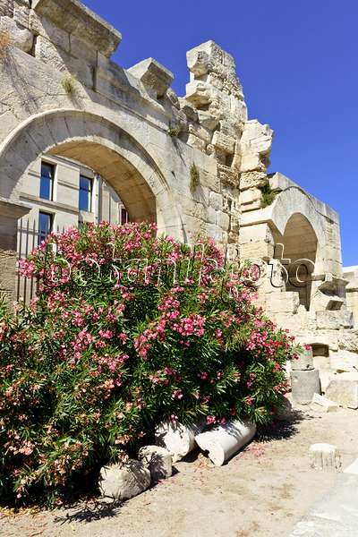 557230 - Oleander (Nerium oleander) at the Roman theatre, Arles, Provence, France