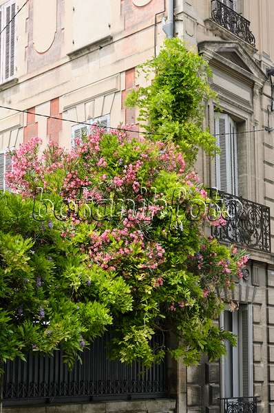 557208 - Oleander (Nerium oleander), Avignon, Provence, France