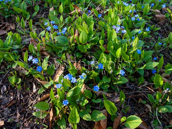 447042 - Omphalodes du printemps (Omphalodes verna)