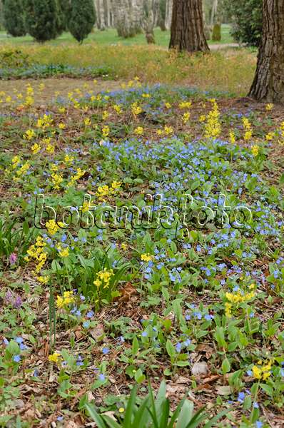 531025 - Omphalodes du printemps (Omphalodes verna) et fleur des elfes (Epimedium x perralchicum 'Frohnleiten')