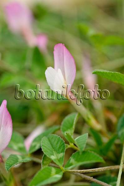 482059 - Oneflower clover (Trifolium uniflorum)