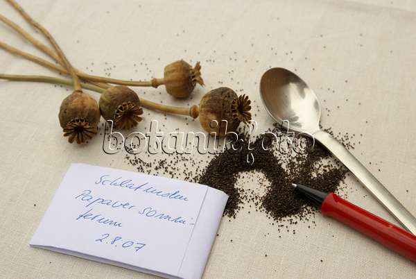 456016 - Opium poppy (Papaver somniferum)