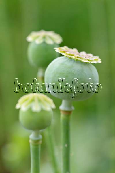 473341 - Opium poppy (Papaver somniferum)