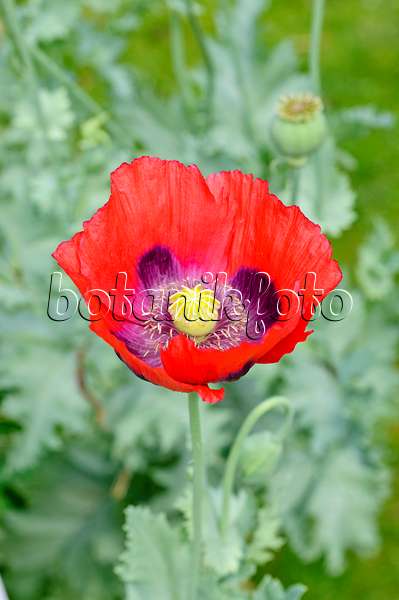 474121 - Opium poppy (Papaver somniferum)