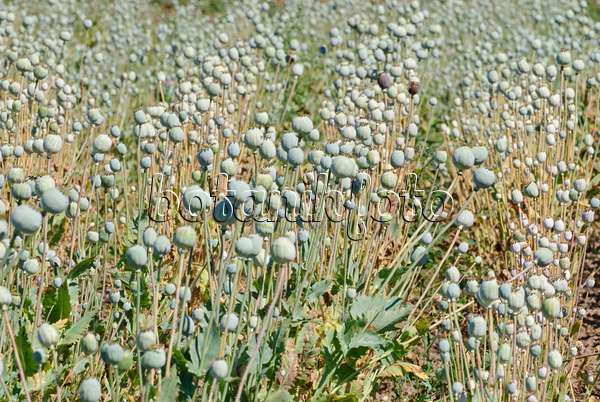 475050 - Opium poppy (Papaver somniferum)