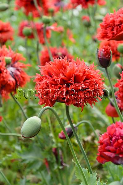 497315 - Opium poppy (Papaver somniferum)