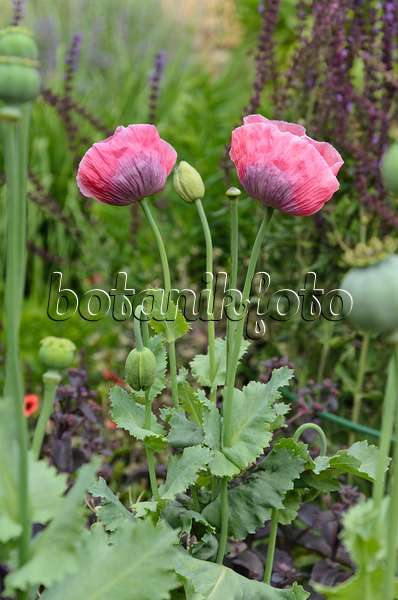 497347 - Opium poppy (Papaver somniferum)