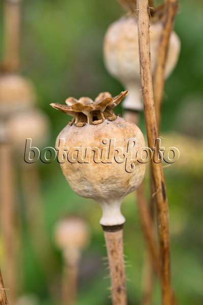 511240 - Opium poppy (Papaver somniferum)