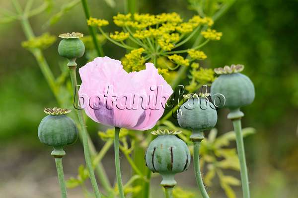 521349 - Opium poppy (Papaver somniferum)