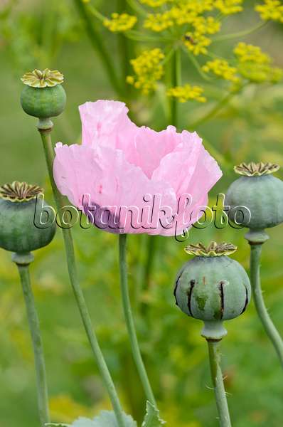 521351 - Opium poppy (Papaver somniferum)
