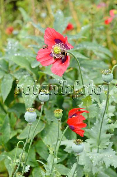 521450 - Opium poppy (Papaver somniferum)