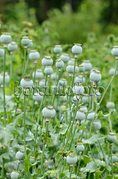 521455 - Opium poppy (Papaver somniferum)