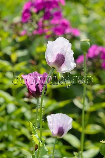 534111 - Opium poppy (Papaver somniferum)