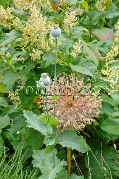 474184 - Opium poppy (Papaver somniferum) and giant allium (Allium Globemaster)