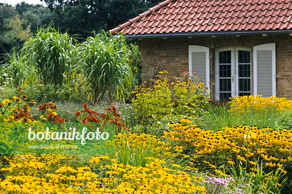 368037 - Orange cone flower (Rudbeckia fulgida)