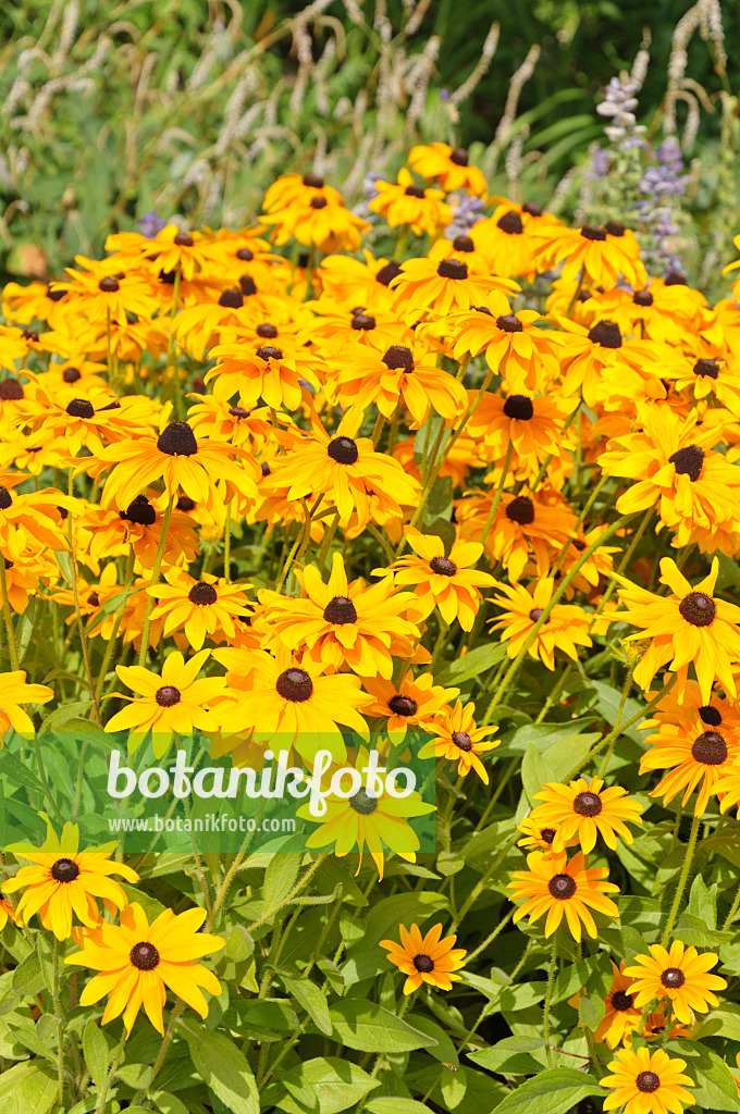 487058 - Orange cone flower (Rudbeckia fulgida)