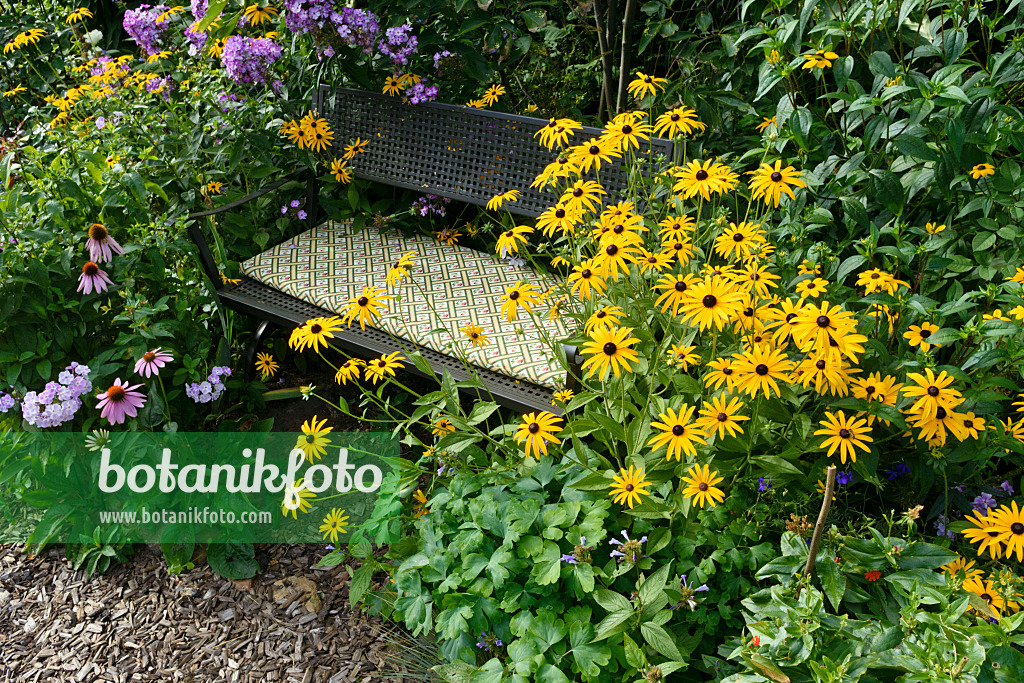 559083 - Orange cone flower (Rudbeckia fulgida), garden phlox (Phlox paniculata) and purple cone flower (Echinacea purpurea)