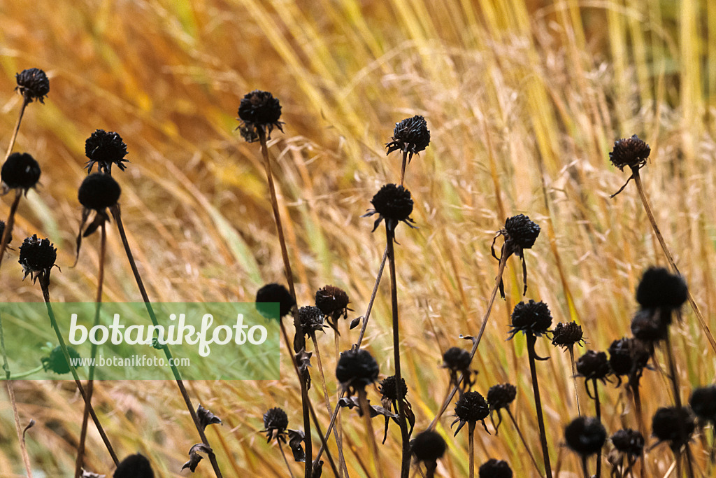 428256 - Orange cone flower (Rudbeckia fulgida 'Goldsturm') and Japanese forest grass (Hakonechloa macra)