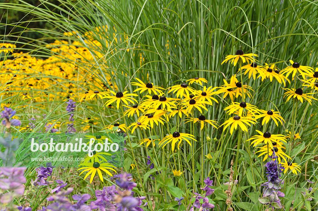 499133 - Orange cone flower (Rudbeckia fulgida 'Goldsturm')