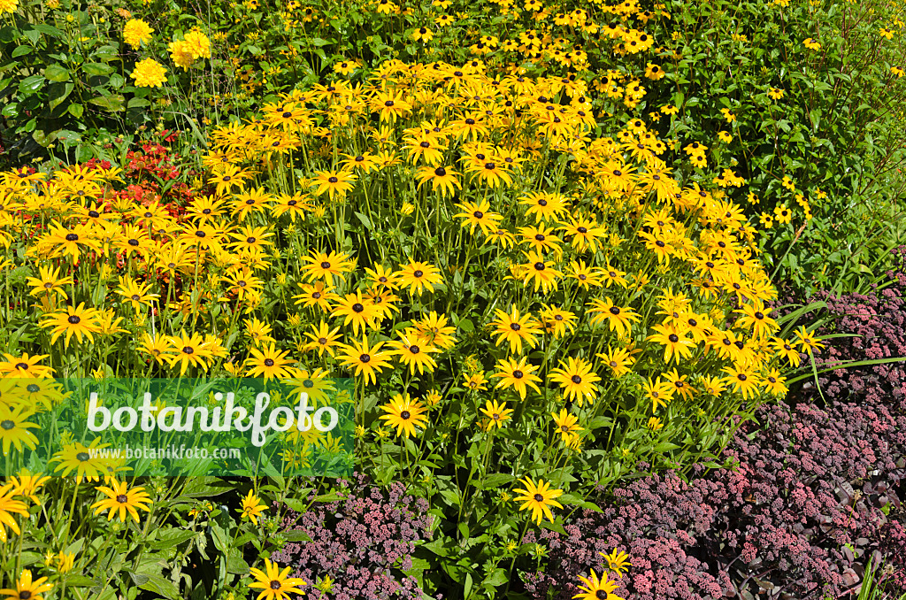 535147 - Orange cone flower (Rudbeckia fulgida) and showy stonecrop (Sedum spectabile 'Purple Emperor' syn. Hylotelephium spectabile 'Purple Emperor')