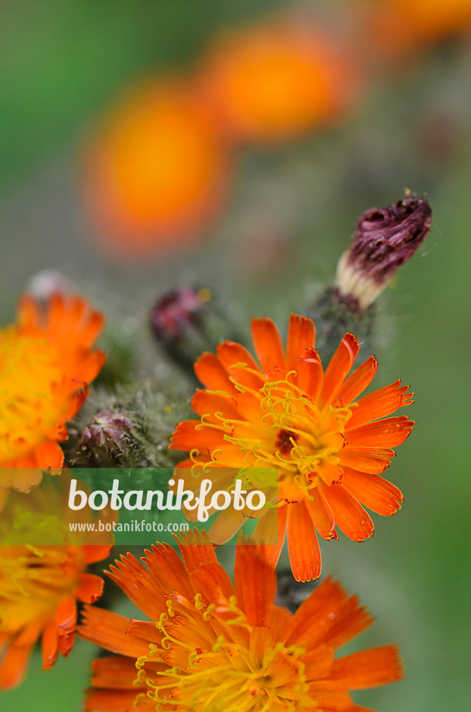 496407 - Orange hawkweed (Hieracium aurantiacum)