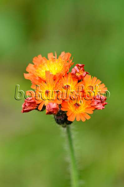535048 - Orange hawkweed (Hieracium aurantiacum)