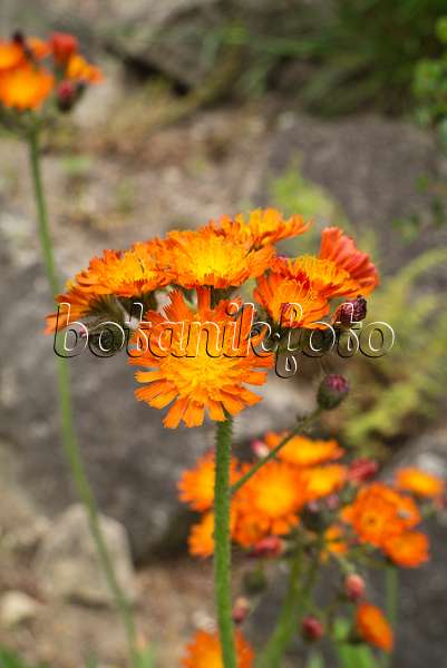 608080 - Orange hawkweed (Hieracium aurantiacum)