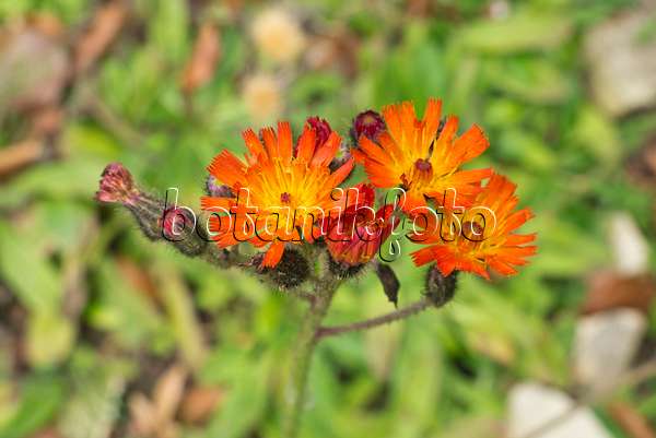 609045 - Orange hawkweed (Hieracium aurantiacum)