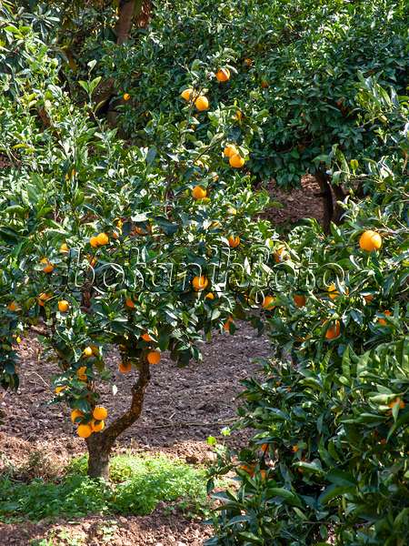 424054 - Oranger (Citrus sinensis)