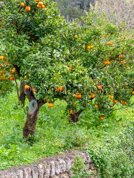 424081 - Oranger (Citrus sinensis)