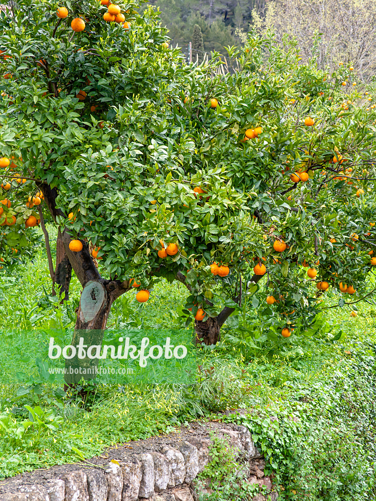 424081 - Oranger (Citrus sinensis)