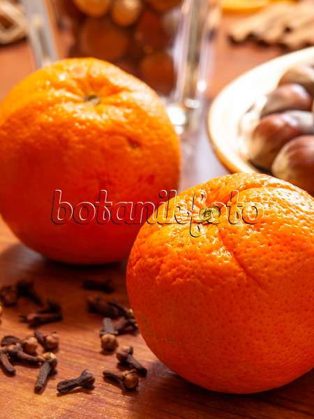 444088 - Oranger (Citrus sinensis) et giroflier (Syzygium aromaticum)