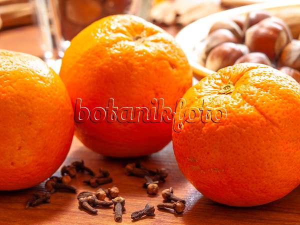444089 - Oranger (Citrus sinensis) et giroflier (Syzygium aromaticum)