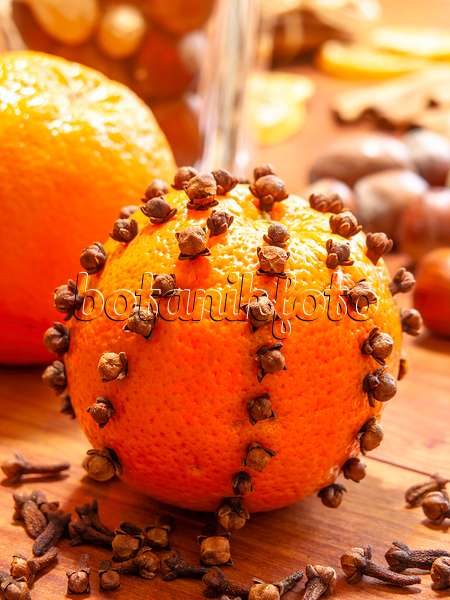 444090 - Oranger (Citrus sinensis) et giroflier (Syzygium aromaticum)