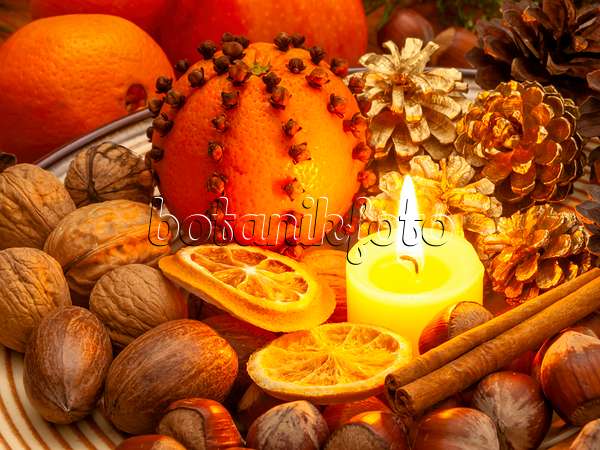 444095 - Oranger (Citrus sinensis) et giroflier (Syzygium aromaticum)