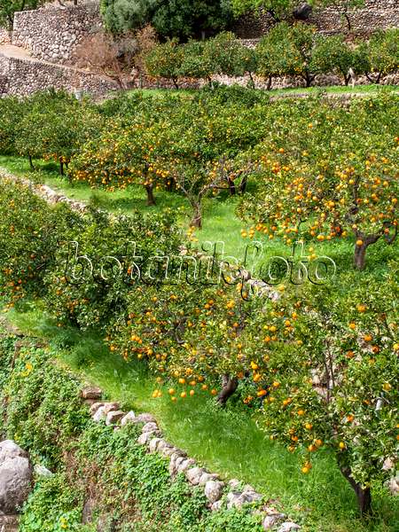 424083 - Oranger (Citrus sinensis), Sóller, Majorque, Espagne