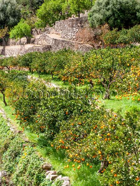 424084 - Oranger (Citrus sinensis), Sóller, Majorque, Espagne