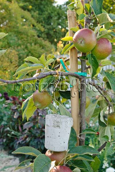 475057 - Orchard apple (Malus x domestica)