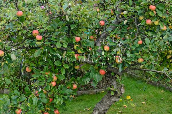 524081 - Orchard apple (Malus x domestica)