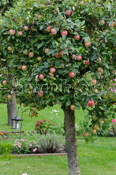524082 - Orchard apple (Malus x domestica)