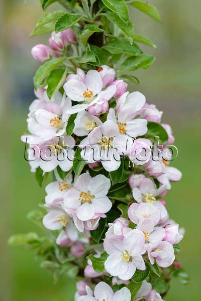 593143 - Orchard apple (Malus x domestica)
