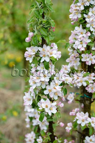 593144 - Orchard apple (Malus x domestica)
